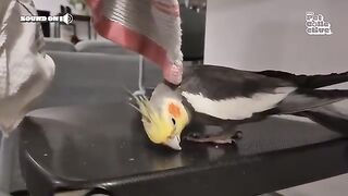 HILARIOUS Husky Sings Along