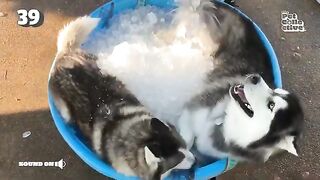 Husky Dogs Have the Coolest Summer EVER! Funniest Pets Of The Week