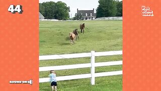 Little Kid Summons Horses