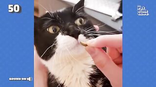 Super Hungry Cat ???? FUNNIEST Pets Of The Month