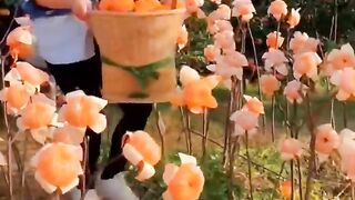 Best relaxing fruit tree farming _Oddly sataysfing fresh fruit _ Fruit Ninja Harvesting #shorts