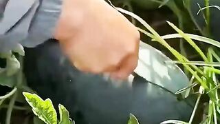 Enjoy Beautiful Nature With Rural Life ???????????? #shorts