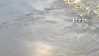 Crocodile attacks Dog Watch dog lover