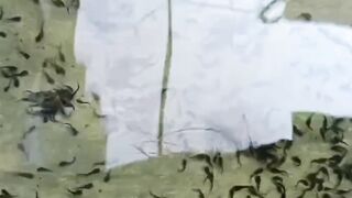 Setelah ganti air kolam LARVA LELE makin RAKUS makan cacing sutera