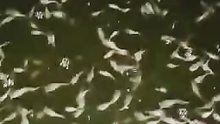 Bibit lele BERKUALITAS akan terlihat dari sejak masih LARVA