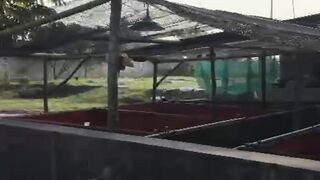 SEGINI LUAS LAHAN UNTUK USAHA LELE 3 SEGMEN