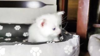 Mother Cat & Her White Kid