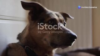 Unlock the Secrets to Perfect Pet Training!