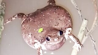 Kodok