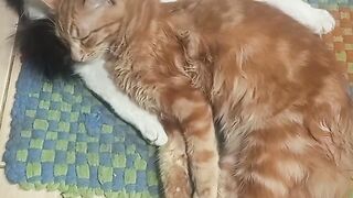Sapi and oyen sleepy
