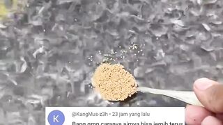 Budidaya lele Sistem air JERNIH tanpa kocor tanpa filter, Apakah bisa❓