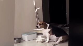 Try Not To Laugh or Grin While Watching Funny Cats and Dogs 2024