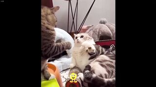 Funniest Cats ???? - Don't try to hold back Laughter ???? - The Pet Collective