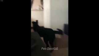 Try Not To Laugh | Funny Pet Video Compilation 2024 | The Pet Collective