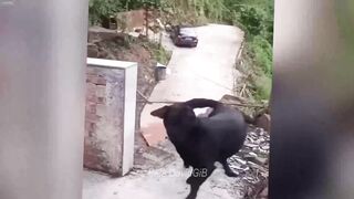 Funniest Cats And Dogs Videos ???? - Best Funny Animal Videos 2024