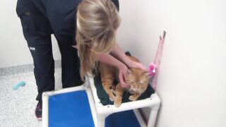 Nice Girl & Loving Cat