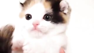 cute little cat