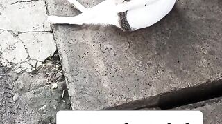 kenyang makan istirahat nya bersihin buntut