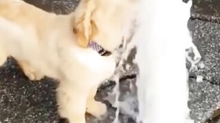puppy playing with water, puppy enjoy water, dogs playing with water