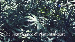Morphology of plants