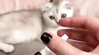 Best Care of Cats