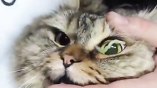 cat eyes care