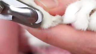 cat Nails cutting