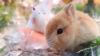Cute animals ????
