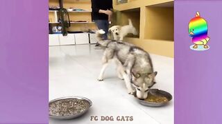 Funny Dog And Cat Funniest Animals