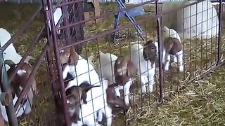 Feeding of goat kids
