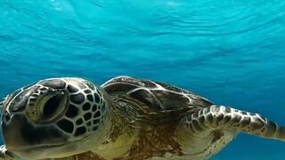 Under water turtle