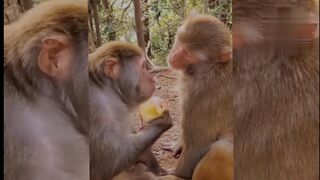 Funny monkeys