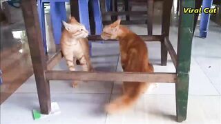 funny cats