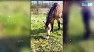 और लो बाप से पंगा ---- When Animals Messed With Wrong Enemy (Part-2)
