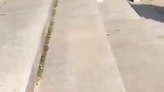 CUTE AND FUNNY ANIMALS