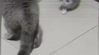 Cat is Funny part 2