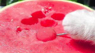 Meow_Super Huge Watermelon