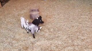 Baby goat playing
