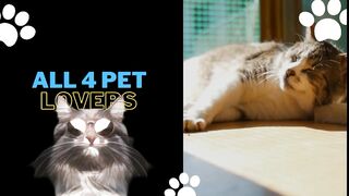CUTE N FUNNY CATS COMPILATION VIDEOS