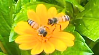 Beautiful flowers