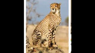 Cheetahs