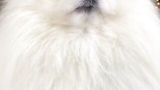 Cute Dog white color | Mehboobctn | latest 2023 viral clip