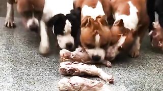 Doggy pung kutta