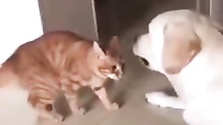 Cute_Cat_Funny_Video????????-_#shorts_#kitten_#cute_#cuteanimals(720p)(2)