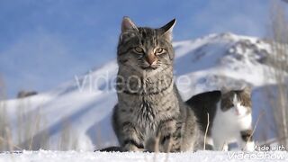 Funny cats