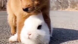 anjing lucu