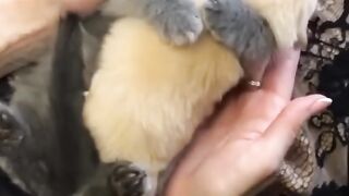 Kitten Hugs Puppy SO CUTE