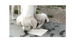 Dog child Play