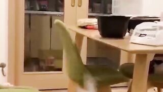 You just laugh, You lose Funniest Animals