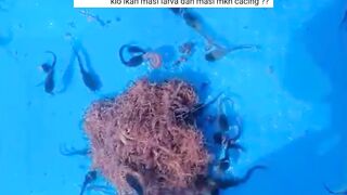 Larva lele umur 14 hari Apakah perlu dipuasakan sebelum DISORTIR❓